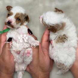 Germain - Parti male Poodle puppy in Belleville, New Jersey from TK Poodles