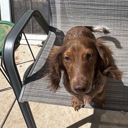 Dachshunds from Terry's Dachshunds (BooneDox Mini Dachshunds)