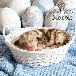 Marble - Red merle male Aussiedoodle puppy in Roebuck, South Carolina from Dani's Dandy Doodles