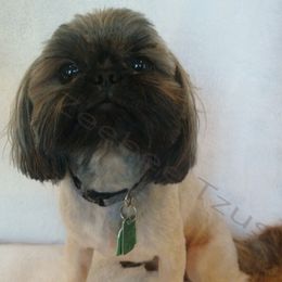 Raiden - Shih Tzu