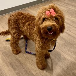 Bernedoodle and Goldendoodle All Grown Up from Allie's Southern Doodles