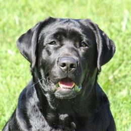 Poppy - Labrador Retriever