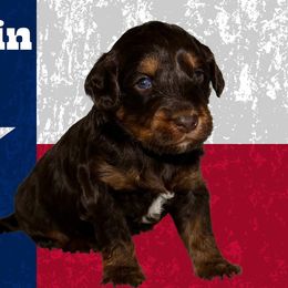Austin - Chocolate male Australian Labradoodle puppy in Austin, Texas from AussieTex Labradoodles