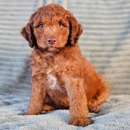 Pecan - Chocolate male Goldendoodle puppy in Pittsburg, Texas from Grace Springs Goldendoodles