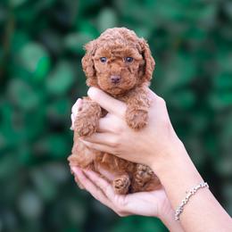 Ruby - Red  female Poodle puppy in Fort Myers, Florida from Blossom Paws