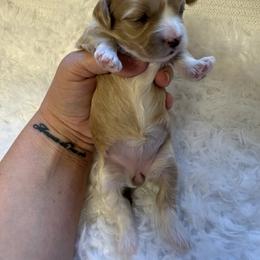 Fall - Apricot female Maltipoo puppy in Fredericktown, Missouri from Doodle Pups Fur-Ever