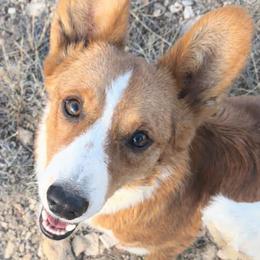 Zeppelin - Cardigan Welsh Corgi