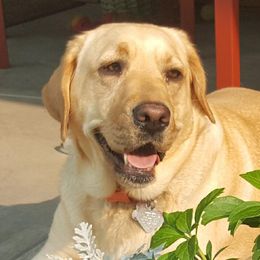 Mama Mia - Labrador Retriever