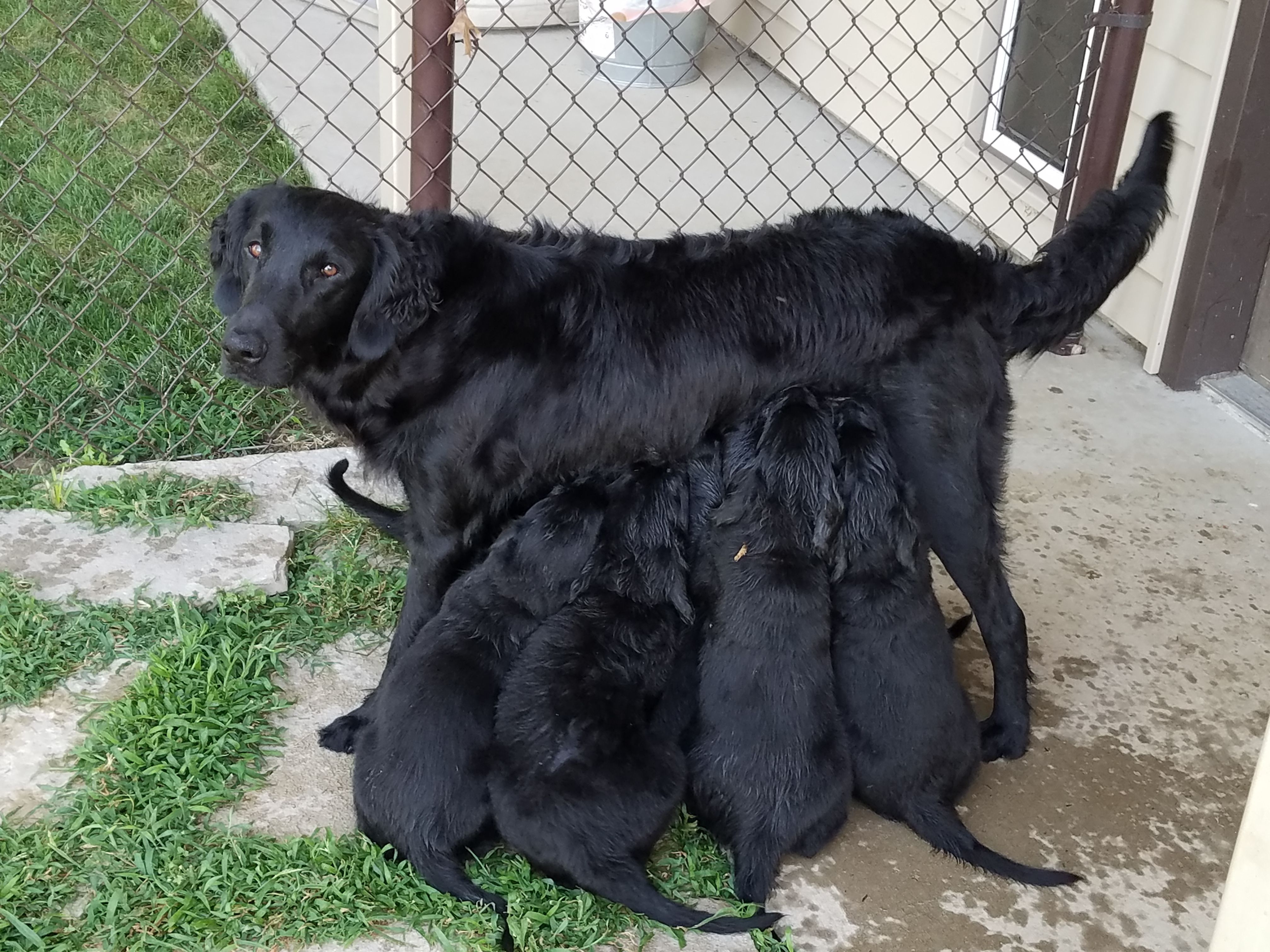 Flat coated outlet retriever breeders midwest