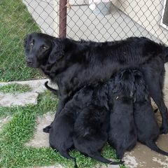 Flat-Coated Retriever Puppies from Kingsbridge Flat-Coated Retrievers