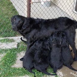 Flat-Coated Retriever Puppies from Kingsbridge Flat-Coated Retrievers