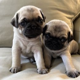 Pug Puppies from 901 Pugs