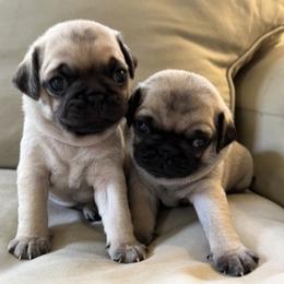 Pug Puppies from 901 Pugs