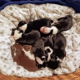 Heart - Black tri-color Australian Shepherd puppy in Croswell, Michigan from Platinum Edition Australian Shepherds