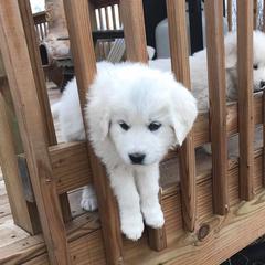 Australian Cattle Dog Puppies from Painted Canvas Farm