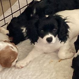 Girl 2 - Black and white Cavapoo puppy in Fenton, Missouri from K&R Cavaliers