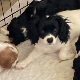 Girl 2 - Black and white Cavapoo puppy in Fenton, Missouri from K&R Cavaliers