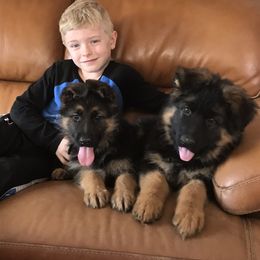 German Shepherd Puppies from Tara Riehle