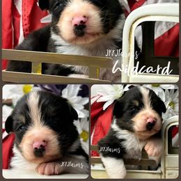 2 Wildcard, BTM - Black tri-color male Australian Shepherd puppy in Huntington, Texas from JKKJ Farms, LLC