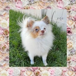 Coco - Pomeranian