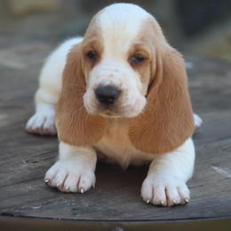 Male 1 - Red and white male Basset Hound puppy in Georgia from Huff's Hounds