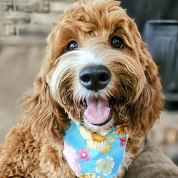 Ember - Goldendoodle