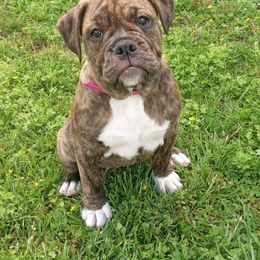 TIGGY-2 - Fawn brindle Olde English Bulldogge puppy in Lebanon, Tennessee from Old Hickory Farm Bulldogges