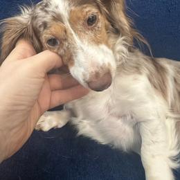 Parker - Dapple female Dachshund puppy in Memphis, Tennessee from River City Doxies