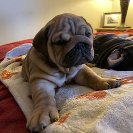 Moxxie - Fawn female Bulldog puppy in Jacksonville, Florida from Semper Fi Bulldogs