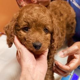 Cavapoo Puppies from Patriot Pups Cavapoos