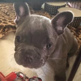 Luna - Blue female French Bulldog puppy in Chesapeake, Virginia from Pardon My Frenchies