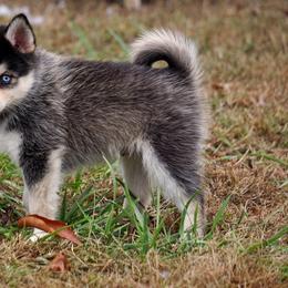 Pomsky, Rottweiler, Shetland Sheepdog, and Toy Shetland Sheepdog Puppies from Mountain High Kennels