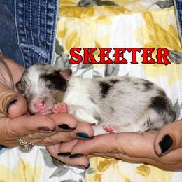 Skeeter - Boy - Blue merle male Toy Shetland Sheepdog puppy in Frazeysburg, Ohio from Mountain High Kennels