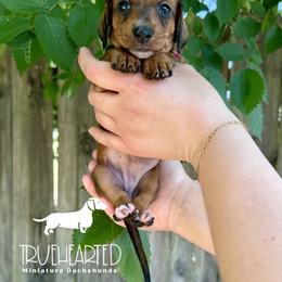 Rachel - Red female Dachshund puppy in Royse City, Texas from Truehearted Miniature Dachshunds