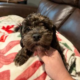 Cocoa - Brindle female Shihpoo puppy in Bushnell, Florida from Diamond Belle Puppies, LLC