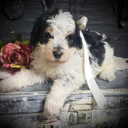 Boy 2 - Black white and tan male Springerdoodle puppy in Fargo, North Dakota from Dakota SpringerDoodles