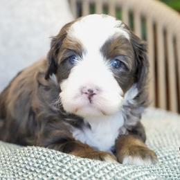 Cosmo - Merle male Bernedoodle puppy in Spencerville, Indiana from Gentle Giant Bernedoodles