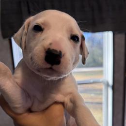 Bluey - White and black male Dalmatian puppy in Hastings, Florida from Love My Spotty Dalmatians