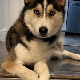 Pomskies from Fabled Heart's Homestead