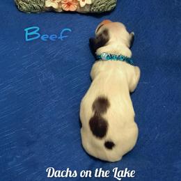Beef - Piebald male Dachshund puppy in Grove, Oklahoma from Dachs on the lake