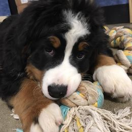Bernese Mountain Dog Puppies from Pasch’s beautiful bernese