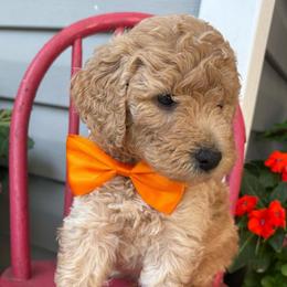 Sal - Apricot male Goldendoodle puppy in Camden, North Carolina from Oopsie Doodles of NC