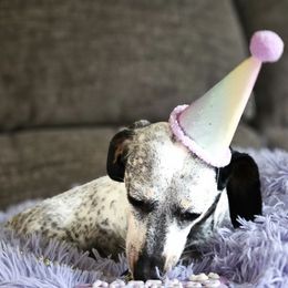 Nova - Dachshund
