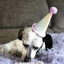 Nova - Dachshund