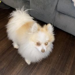 Nikko - Pomeranian