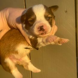 Caesar - Sable male Pembroke Welsh Corgi puppy in East Oakdale, California from Rhettro Kennels