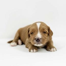 Boy 2 - Red male Australian Labradoodle puppy in Columbus, Montana from Comfort Doodle
