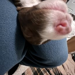 Border Collie Puppies from Border Agility