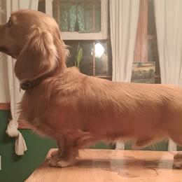 Dachshunds and Spinoni Italiani from Asperida Dachshunds