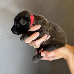 Red Boy 2 - Black sable male Belgian Malinois puppy in Orange, Texas from Tacti-Mal K9 Kennels